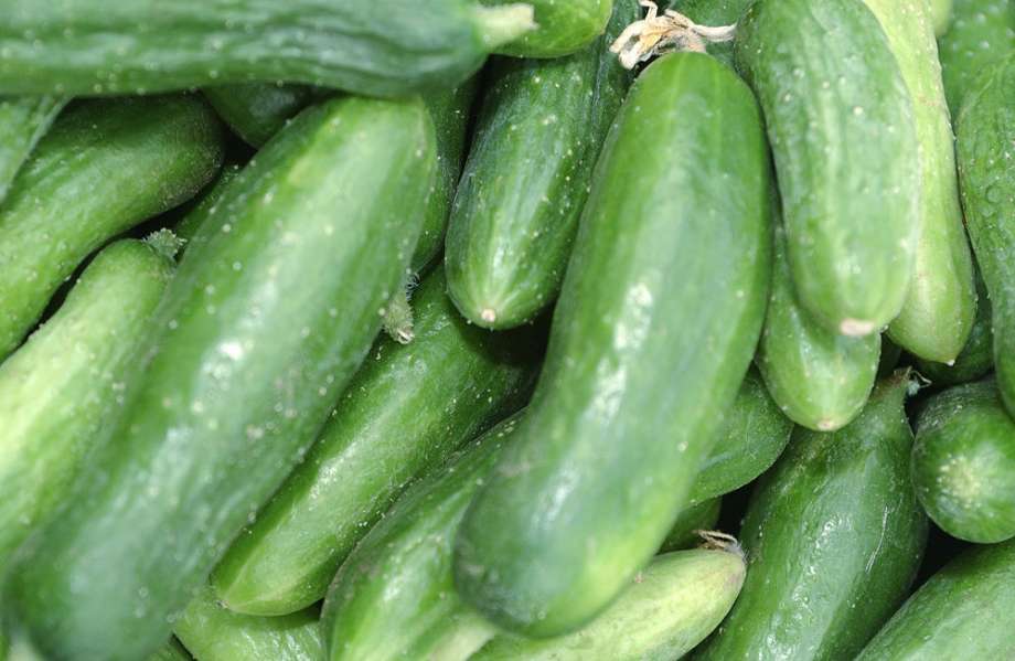 Michigan Fresh Garden: Cucumbers, cucumber pickles