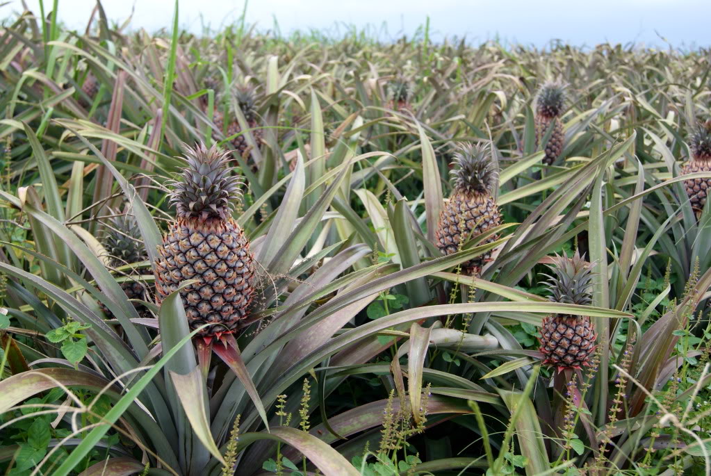 The pineapple's field